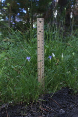 Gentianopsis simplex