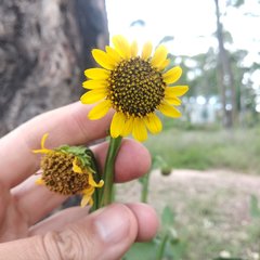 Verbesina tetraptera