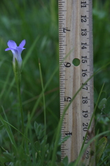 Gentianopsis simplex