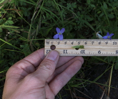 Gentianopsis simplex