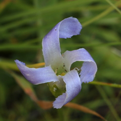Gentianopsis simplex