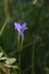 Gentianopsis simplex