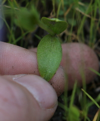 Gentianopsis simplex