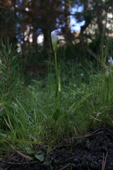 Gentianopsis simplex