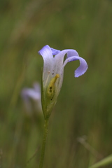 Gentianopsis simplex