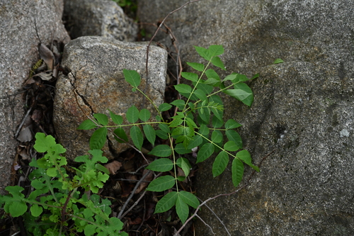 Picrasma quassioides iNat (3)