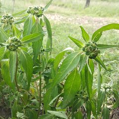Euphorbia cuphosperma