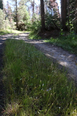 Gentianopsis simplex