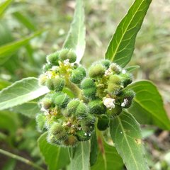 Euphorbia cuphosperma