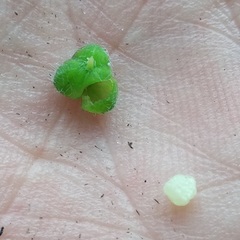 Euphorbia cuphosperma