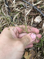 Hairy Wood-rush (Luzula pilosa)