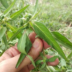 Euphorbia cuphosperma