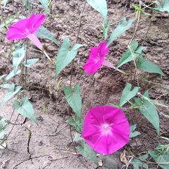 Ipomoea elongata