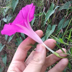 Ipomoea elongata