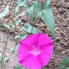 Ipomoea elongata