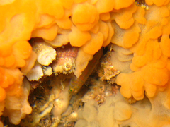 Corcyrogobius liechtensteini