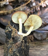 Pholiota peleae