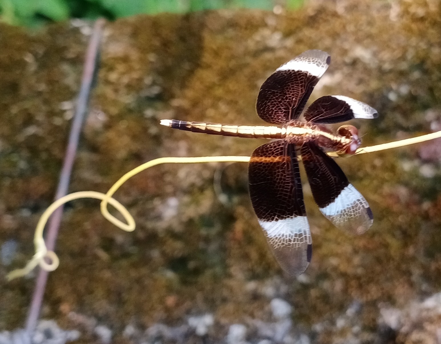 Pied Paddy Skimmer