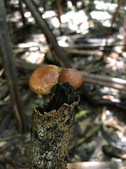 Pholiota peleae