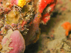 Corcyrogobius liechtensteini