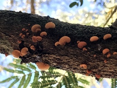 Favolaschia calocera