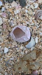 Notomegabalanus decorus