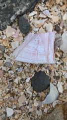 Notomegabalanus decorus