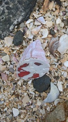 Notomegabalanus decorus