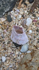 Notomegabalanus decorus