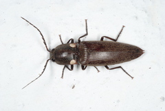 Ignelater havaniensis