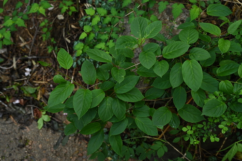 Actinidia arguta iNat (3)