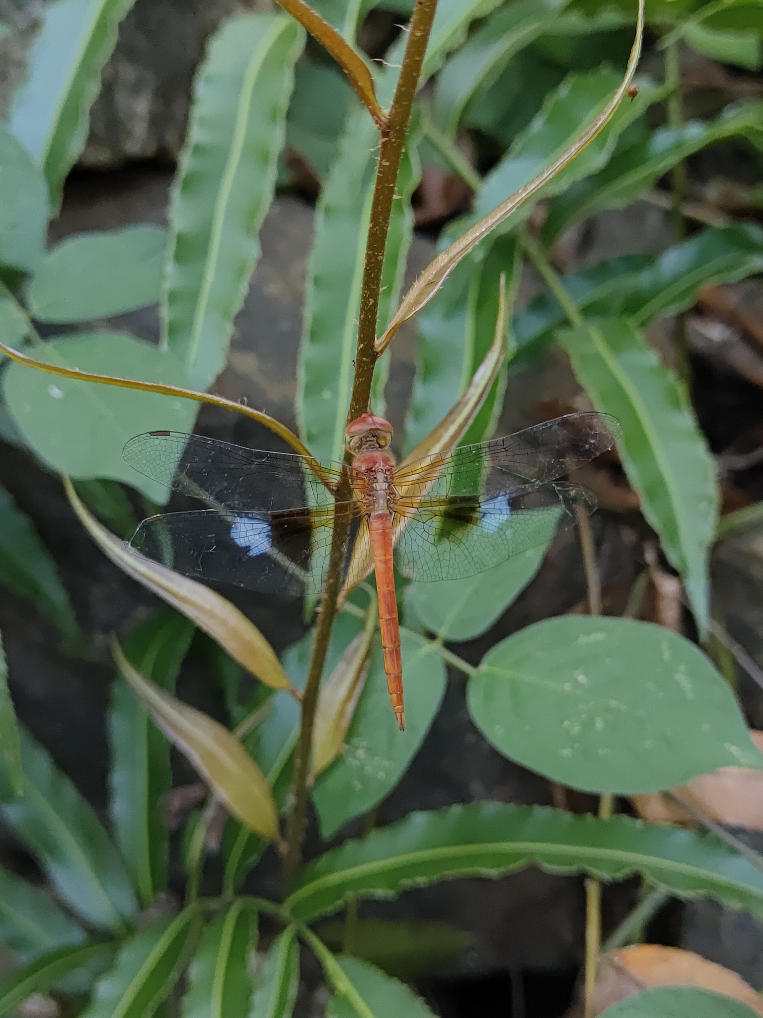 Coral-Tailed Cloudwing