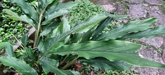 Alpinia uraiensis