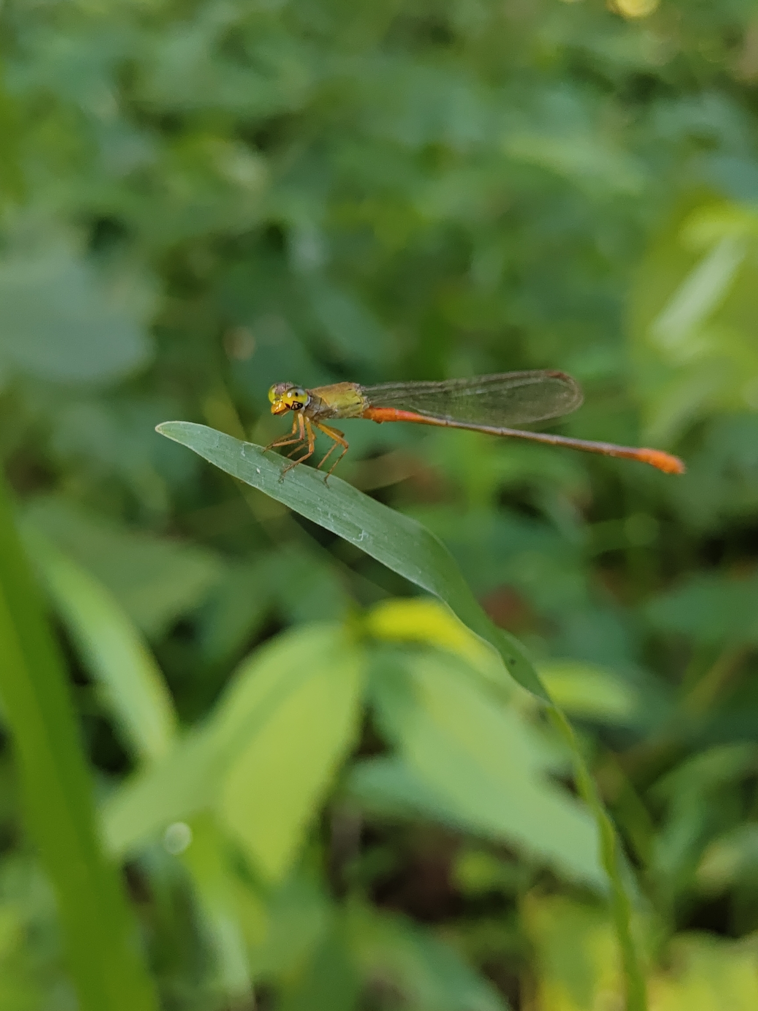Orange-Tailed Marsh Dart
