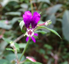 Cuphea calaminthifolia