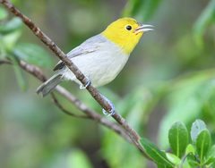 Yellow-Headed Warbler photo 2
