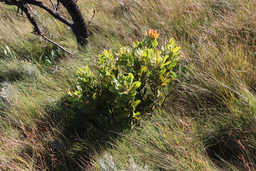 Image of Protea asymmetrica by (c) Tony Rebelo, some rights reserved (CC BY-SA)