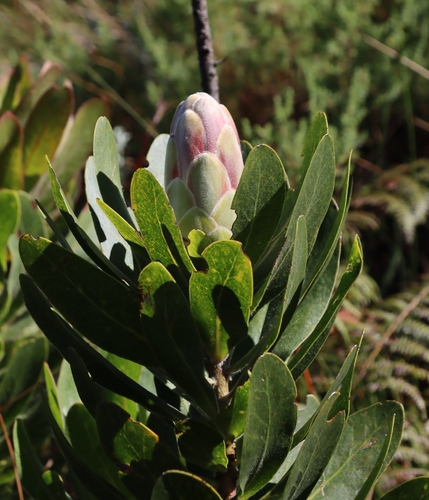 Image of Protea asymmetrica by (c) Tony Rebelo, some rights reserved (CC BY-SA)