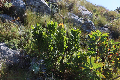 Image of Protea asymmetrica by (c) Tony Rebelo, some rights reserved (CC BY-SA)