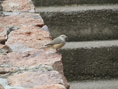 Salpinctes obsoletus