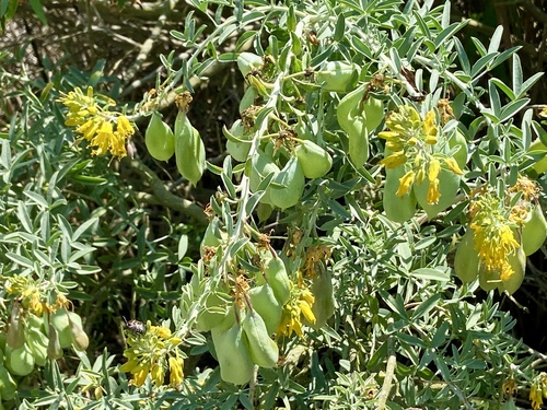 iNaturalist observation photo of Bladderpod