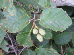 Alnus maximowiczii