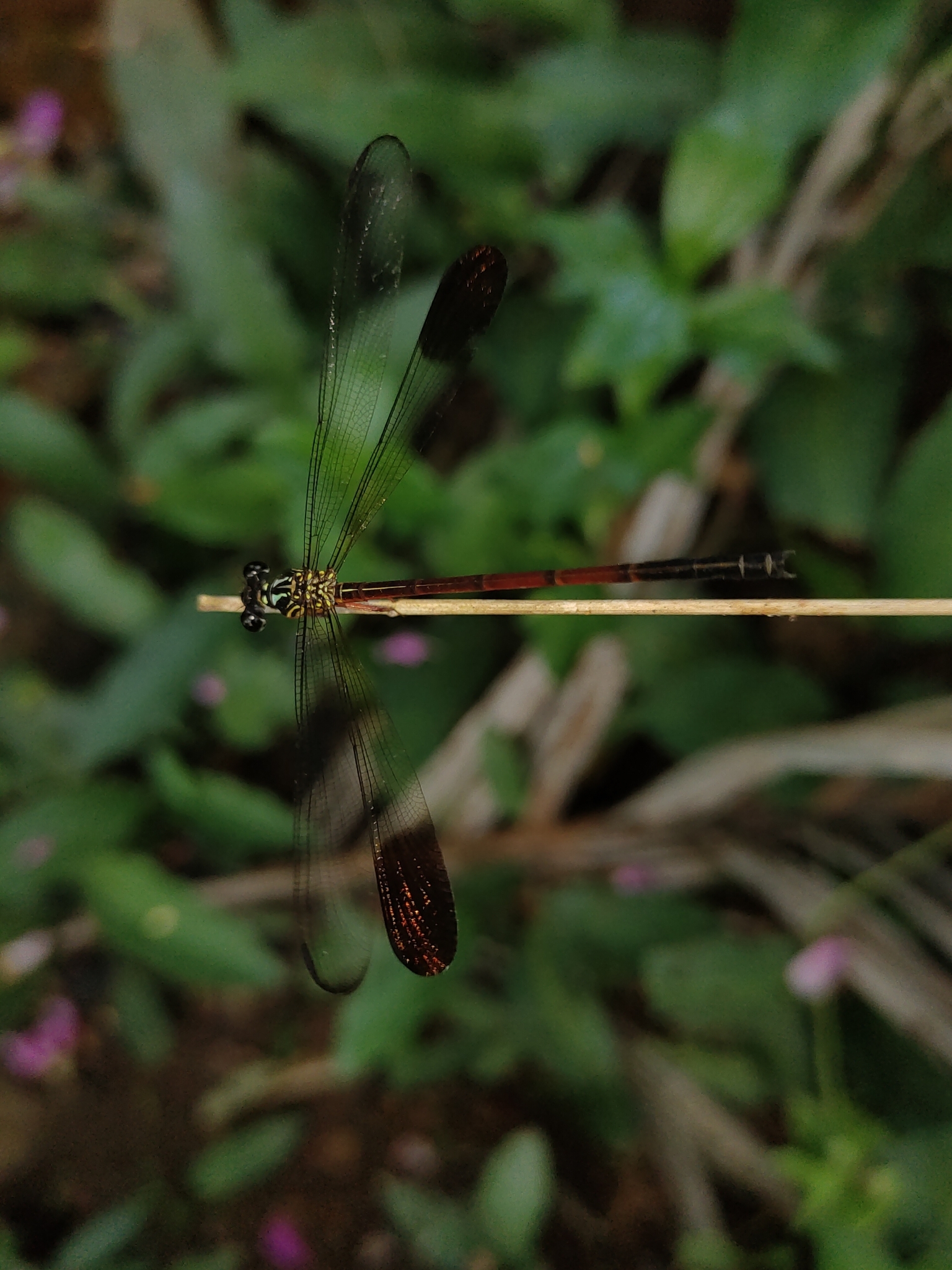 Malabar Satinwing