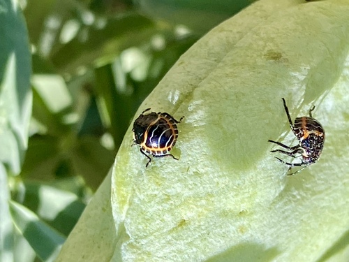 iNaturalist observation photo of Harlequin Bug