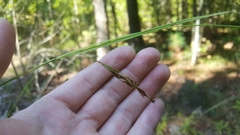 Rhynchospora inexpansa