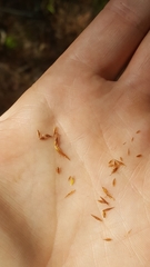 Rhynchospora inexpansa