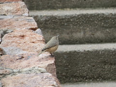 Salpinctes obsoletus