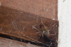 Steatoda castanea