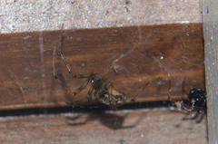 Steatoda castanea
