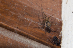 Steatoda castanea